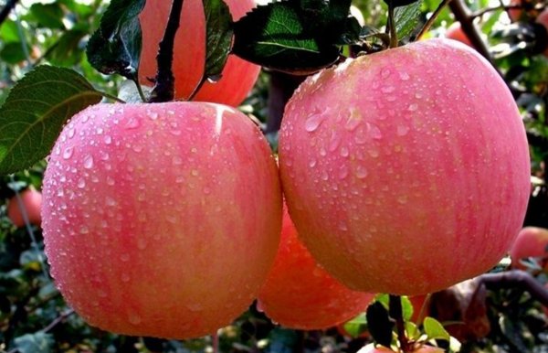 从摇钱树变成了“要钱树”，谁来为3000万吨红富士苹果买单？