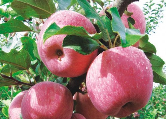 水果店从不缺席的苹果，一般是什么时候成熟？